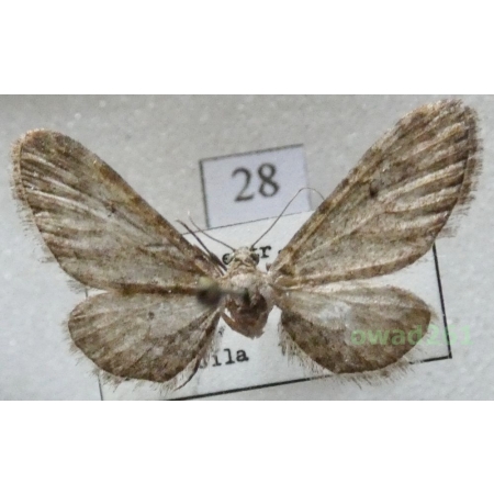Eupithecia innotata (Hufnagel, 1767) Czech28